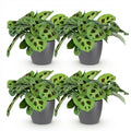 Green boutiQ - Plante d'intérieur - Maranta Fascinator Kerchoveana - Plante zèbre - Plante adaptée aux animaux de compagnie - Vert - 4 plantes - avec cache-pot gris - Pot 12 cm - Hauteur 25 cm