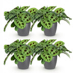 Green boutiQ - Plante d'intérieur - Maranta Fascinator Kerchoveana - Plante zèbre - Plante adaptée aux animaux de compagnie - Vert - 4 plantes - avec cache-pot gris - Pot 12 cm - Hauteur 25 cm