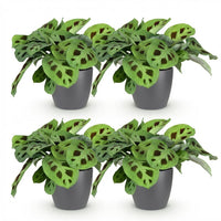 Green boutiQ - Kamerplant - Maranta Fascinator Kerchoveana - Zebraplant - Huisdiervriendelijke Plant - Groen - 4 Planten - met Potter Grijs - Pot 12cm - Hoogte 25cm