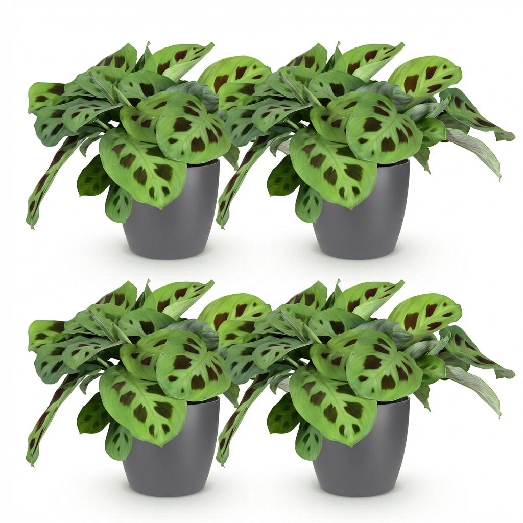 Green boutiQ - Plante d'intérieur - Maranta Fascinator Kerchoveana - Plante zèbre - Plante adaptée aux animaux de compagnie - Vert - 4 plantes - avec cache-pot gris - Pot 12 cm - Hauteur 25 cm