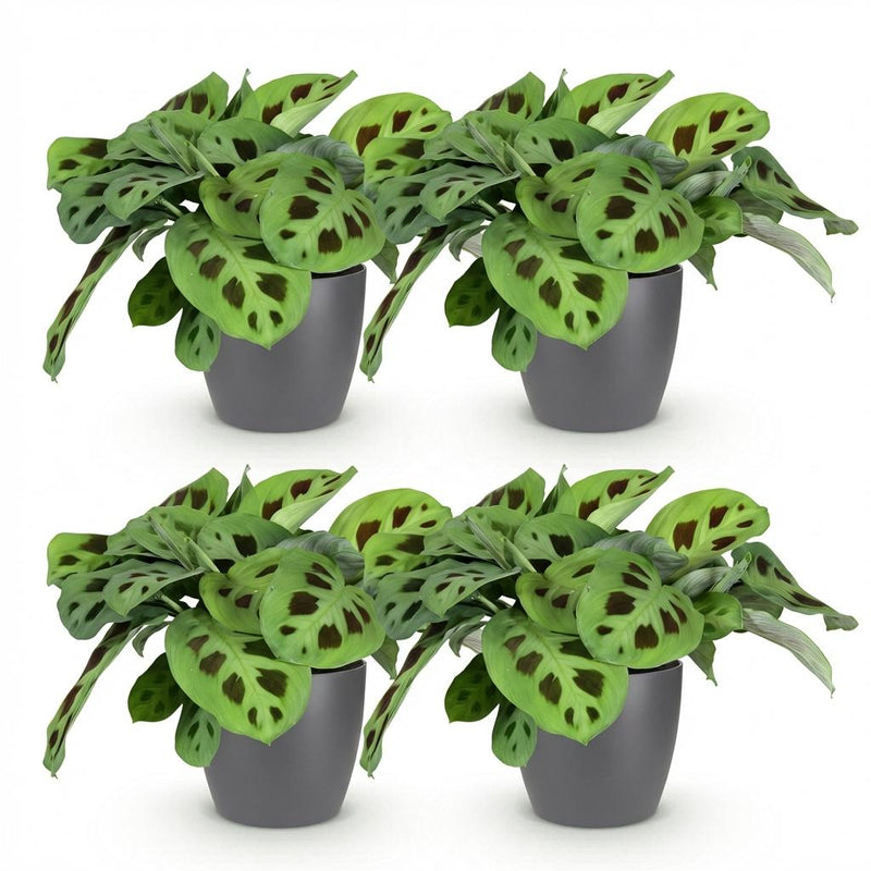 Green boutiQ - Kamerplant - Maranta Fascinator Kerchoveana - Zebraplant - Huisdiervriendelijke Plant - Groen - 4 Planten - met Potter Grijs - Pot 12cm - Hoogte 25cm