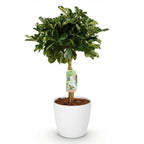 Green boutiQ - Plantes d'intérieur - Schefflera Gold Capella - Arbre à ombrelle - Peu d'entretien - Vert - doré - 1 Plante - avec Pot Blanc - Pot 21cm - Hauteur 70-80cm
