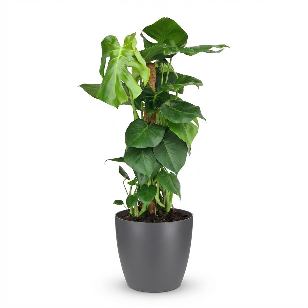 Green boutiQ - Plante d'intérieur - Monstera Deliciosa sur tuteur en mousse - Vert - Entretien facile - 1 plante - avec pot gris - Pot 19 cm - Hauteur 90 cm