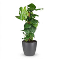 Green boutiQ - Plante d'intérieur - Monstera Deliciosa sur tuteur en mousse - Vert - Entretien facile - 1 plante - avec pot gris - Pot 19 cm - Hauteur 90 cm
