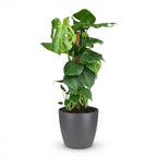 Green boutiQ - Plante d'intérieur - Monstera Deliciosa sur tuteur en mousse - Vert - Entretien facile - 1 plante - avec pot gris - Pot 19 cm - Hauteur 90 cm