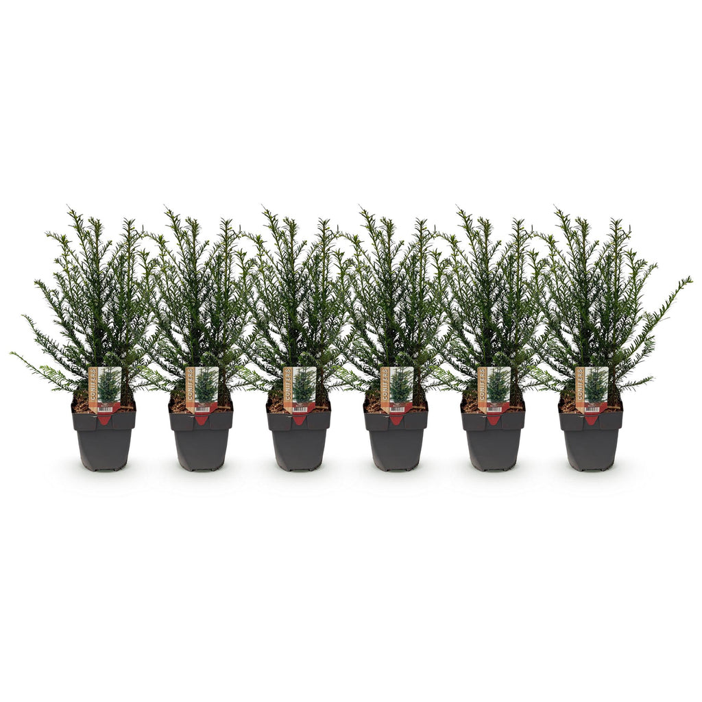 Green boutiQ - Plantes de haies - Taxus baccata - feuillage vert - 6 plantes - 1 mètre linéaire - persistant - pot 17 cm hauteur 60 cm