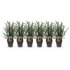 Green boutiQ - Plantes de haies - Taxus baccata - feuillage vert - 6 plantes - 1 mètre linéaire - persistant - pot 17 cm hauteur 60 cm