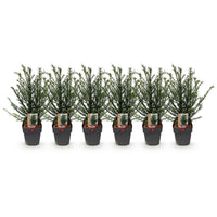 Green boutiQ - Haagplanten - Taxus baccata - blad groen - 6 planten - 1 strekkende meter - groenblijvend - pot 17cm hoogte 60cm