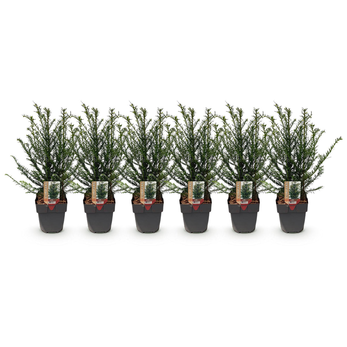 Green boutiQ - Plantes de haies - Taxus baccata - feuillage vert - 6 plantes - 1 mètre linéaire - persistant - pot 17 cm hauteur 60 cm