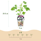 Green boutiQ - Plants fruitiers - Jostaberry - Ribes Jostabes - Rustique - 6 plantes - Pot 9 cm - Cassis