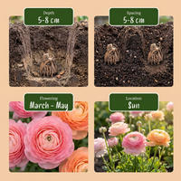 80x Ranunculus Pastel Mix - Pastelkleurige ranonkel - D - Zomerbloeier - Bolmaat 5/6