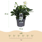 Green boutiQ - Plante de jardin - Rose de Noël - Hellébore Christmas Carol - Fleur Blanche - 1 Plante - Persistant - Pot 14cm Hauteur 30cm