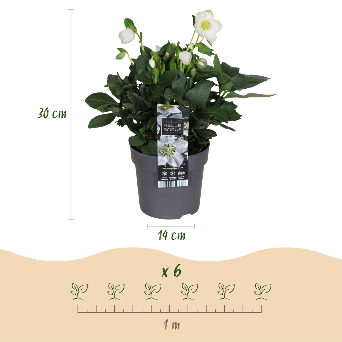 Green boutiQ - Plante de jardin - Rose de Noël - Hellébore Christmas Carol - Fleur Blanche - 1 Plante - Persistant - Pot 14cm Hauteur 30cm