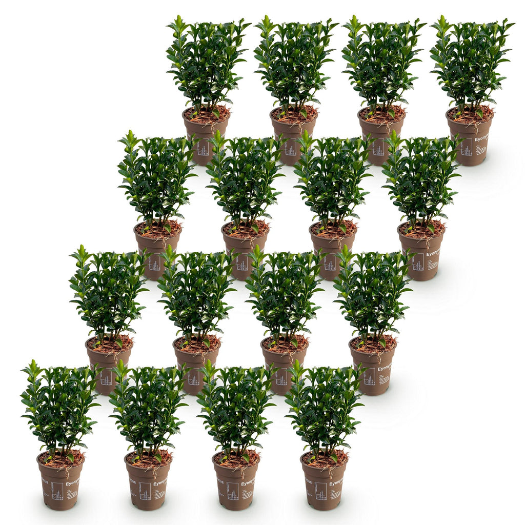 Green boutiQ - 16x Euonymus japonica Green Spire - Japanischer Spindelstrauch - Heckenpflanzen - Immergrün - Grün - Topf 9 cm - Höhe 20-25 cm