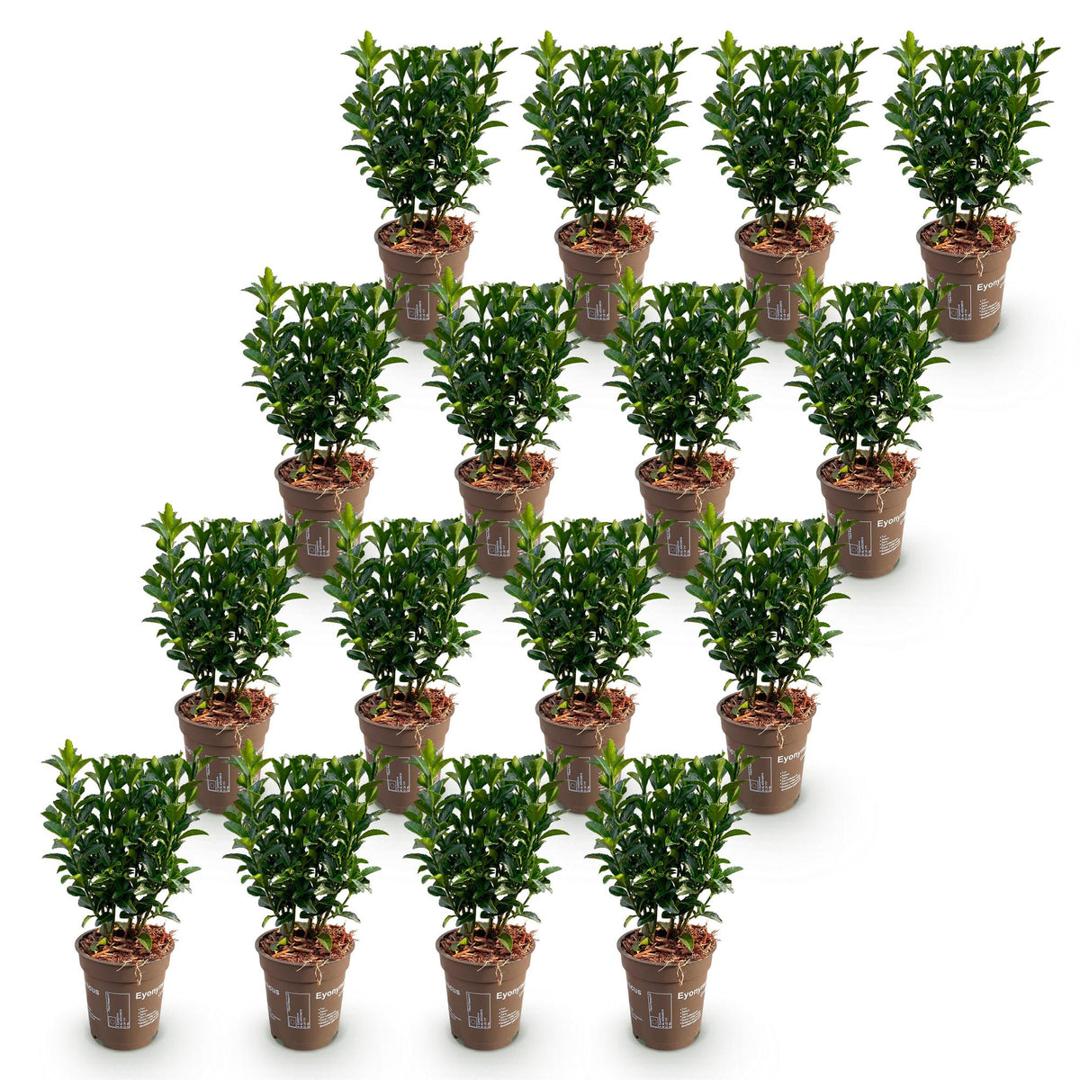 Green boutiQ - 16x Euonymus japonica Green Spire - Kardinaalsmuts - Haagplanten - Groenblijvend - Groen - Pot 9cm - Hoogte 20-25cm