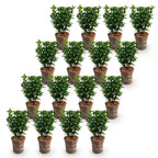 Green boutiQ - 16x Euonymus japonica Green Spire - Japanischer Spindelstrauch - Heckenpflanzen - Immergrün - Grün - Topf 9 cm - Höhe 20-25 cm