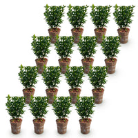 Green boutiQ - 16x Euonymus japonica Green Spire - Kardinaalsmuts - Haagplanten - Groenblijvend - Groen - Pot 9cm - Hoogte 20-25cm