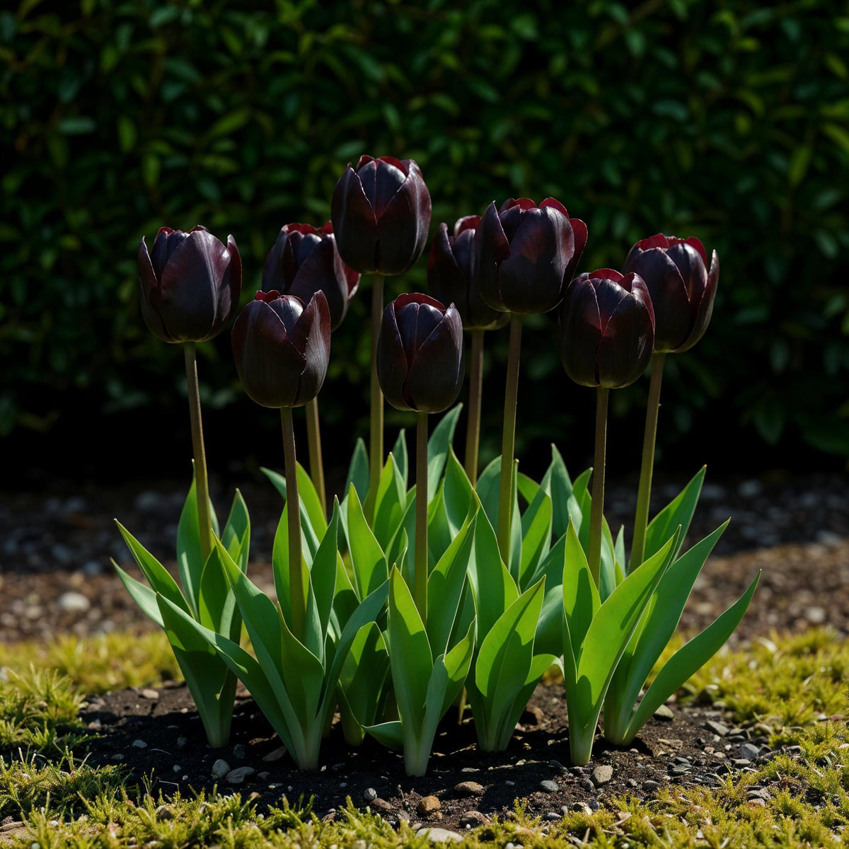 Green boutiQ - Bloembollen - Tulp Triumph Black - Kleur Donker Paars - 12 stuks - Bolmaat 11/12 - XXL Pack
