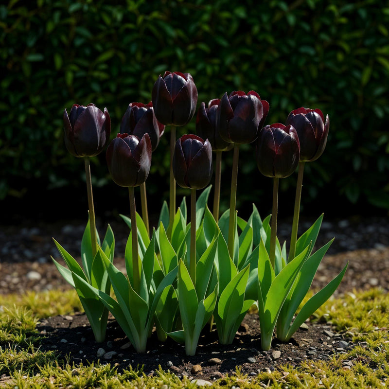 Green boutiQ - Bloembollen - Tulp Triumph Black - Kleur Donker Paars - 12 stuks - Bolmaat 11/12 - XXL Pack