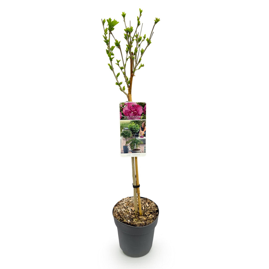 Green boutiQ - Plante sur tige - Hibiscus syriacus Magenta Chiffon® - Plante de terrasse - Caduc - Rustique - Fleur rose - Pot 19cm Hauteur 90cm