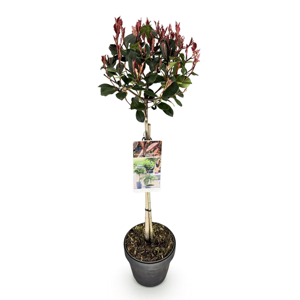 Green boutiQ - Photinia sur tige - Photinia fraseri Little Red Robin - Plante de terrasse - Persistant - Rustique - Feuillage vert-rouge - Pot 19cm Hauteur 90cm