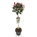 Green boutiQ - Photinia sur tige - Photinia fraseri Little Red Robin - Plante de terrasse - Persistant - Rustique - Feuillage vert-rouge - Pot 19cm Hauteur 90cm