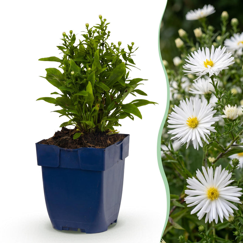 Green boutiQ - Vasteplant - Aster (D) Schneekissen - Zeeaster - Bijen en Vlinderlokkers - Wit - 1 Plant - Pot 11cm - Hoogte 15-25cm