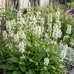 Green boutiQ - Stauden - Stachys off. Alba - Woll-Ziest - Bienen- und Schmetterlingsmagnet - Weiß - 6 Pflanzen - Topf 11cm - Höhe 15-25cm