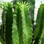 Green boutiQ - Zimmerpflanze - Euphorbia eritrea - Kaktus-Wolfsmilch - Pflegeleicht - Grün - 1 - Topf 19cm - Höhe 70cm