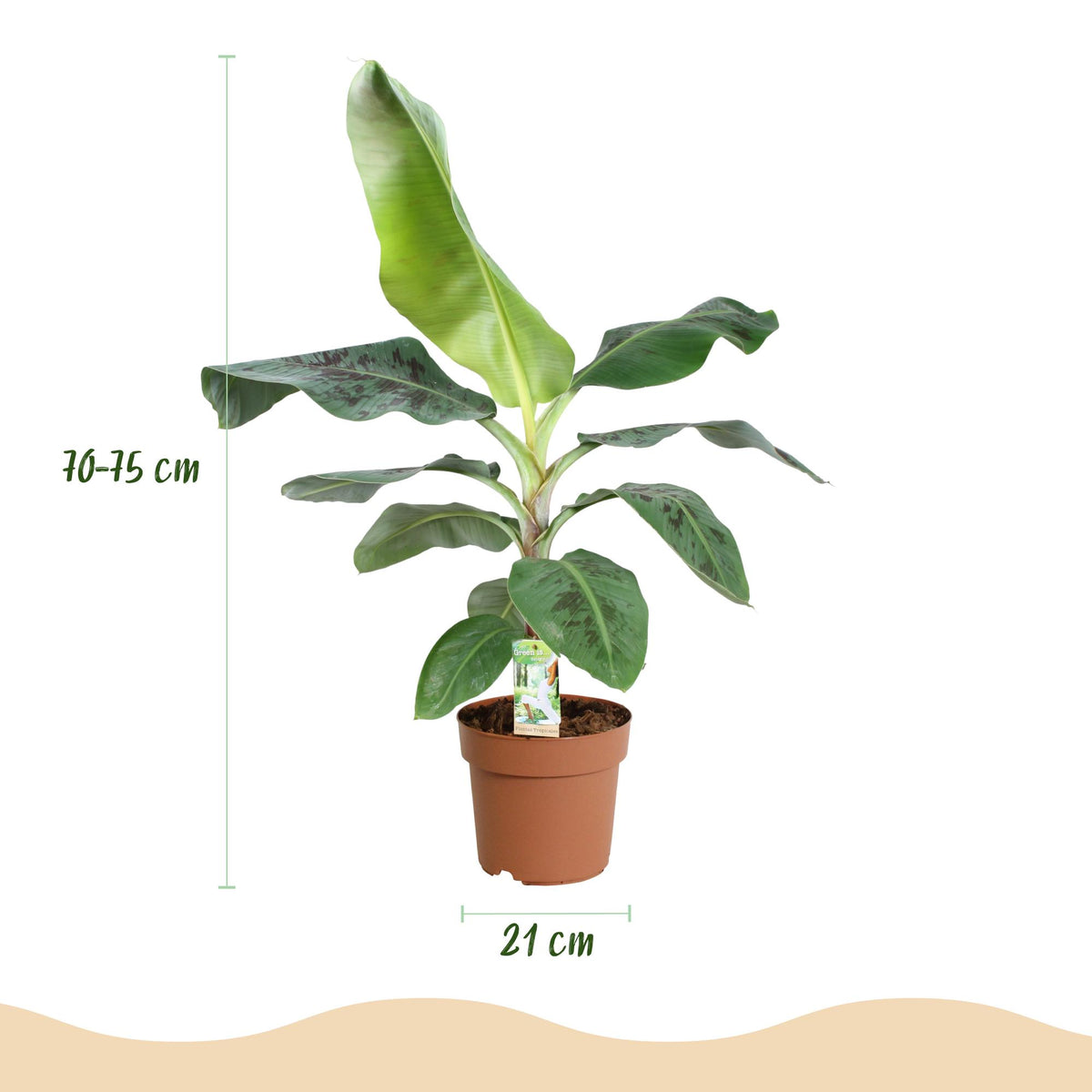 Green BoutiQ - Plantes d'intérieur - Musa acuminata Dwarf Cavendish - Bananier - Peu d'entretien - Vert - 1 plante - avec pot gris - Pot 21 cm - Hauteur 70-75 cm