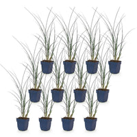 Green boutiQ - Grassen - Miscanthus sin. Gracillimus - Pampusgras - Met Pluim - Groen - 12 Planten - Pot 11cm - Hoogte 15-25cm