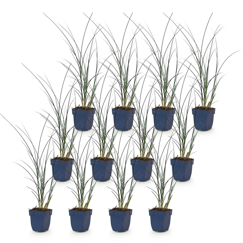 Green boutiQ - Grassen - Miscanthus sin. Gracillimus - Pampusgras - Met Pluim - Groen - 12 Planten - Pot 11cm - Hoogte 15-25cm