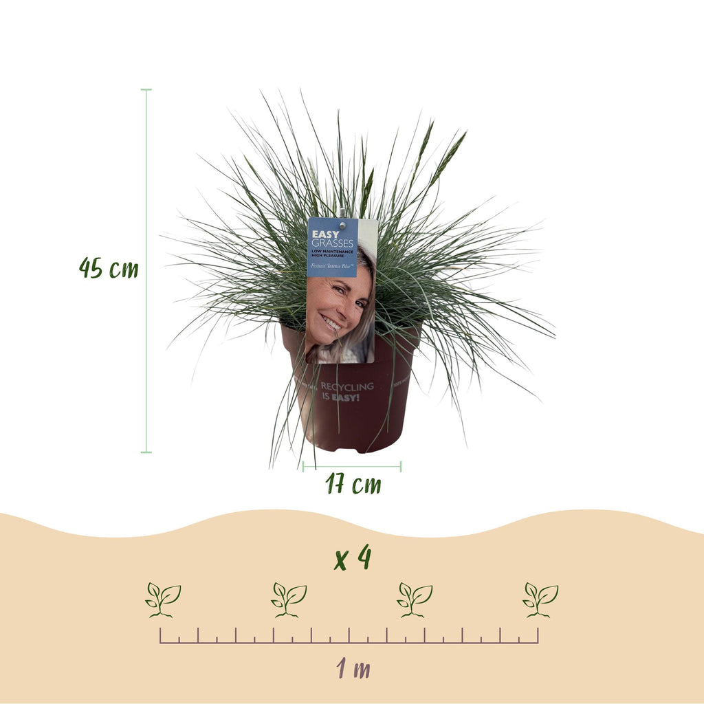 Green boutiQ - Graminées ornementales - Festuca glauca Intense Blue - Bleu - 4 plantes - Persistant - Peu d'entretien - Pot 17cm Hauteur 50cm
