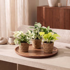 3x Epipremnum Tricolour - Yellow - Green - Cream - Tropical - incl. basket - Ø6cm - ↕20-25cm