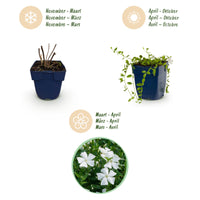 Vasteplant - Vinca minor Alba - Maagdenpalm - Bodembedekkend - Wit - 1 Plant - Pot 11cm - Hoogte 15-25cm