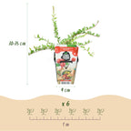Green boutiQ - Plants fruitiers - Myrtille - Vaccinium macrophylla Early Black - Rustique - 6 plantes - Pot 9 cm - Baie rouge foncé