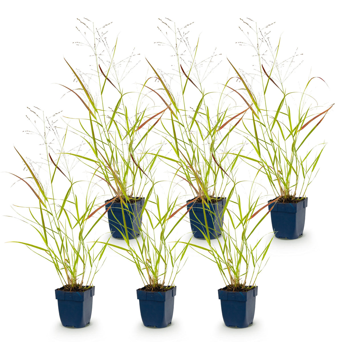 Green boutiQ - Grasses - Panicum virg. Heavy Metal - Prairie Grass - With Plume - Blue - 6 Plants - Pot 11cm - Height 15-25cm