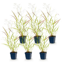 Green boutiQ - Grasses - Panicum virg. Heavy Metal - Prairie Grass - With Plume - Blue - 6 Plants - Pot 11cm - Height 15-25cm