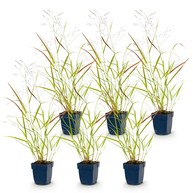 Green boutiQ - Grasses - Panicum virg. Heavy Metal - Prairie Grass - With Plume - Blue - 6 Plants - Pot 11cm - Height 15-25cm