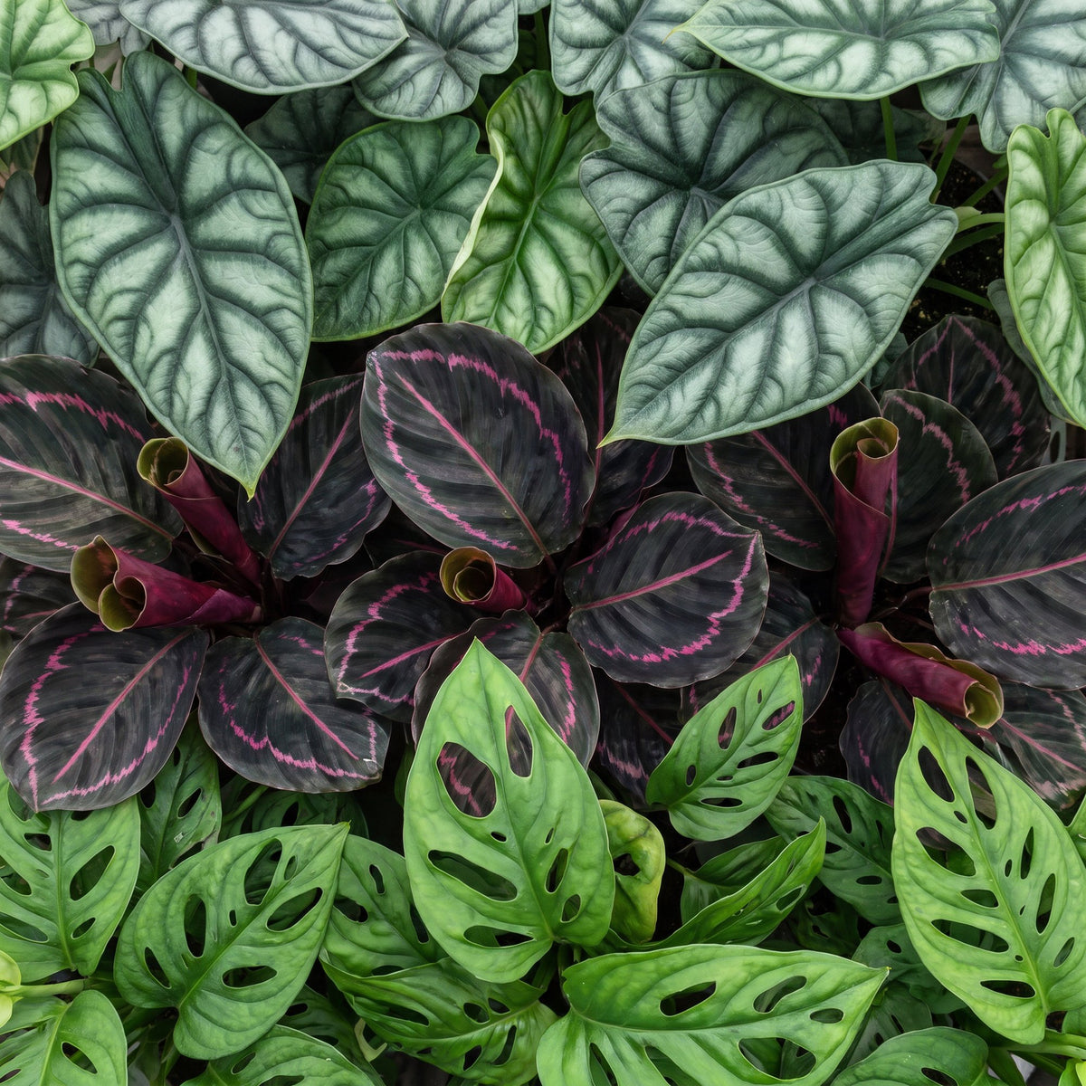 3x Baby Jungle Mix - Various colours - Tropical - incl. Copper Reef - Ø6cm - ↕10-15cm