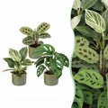 3x Baby Plants Surprise Box - Baby Plants Surprise Box - Various colours - Tropical - incl. Linnea Olive - Ø6cm - ↕5-15cm