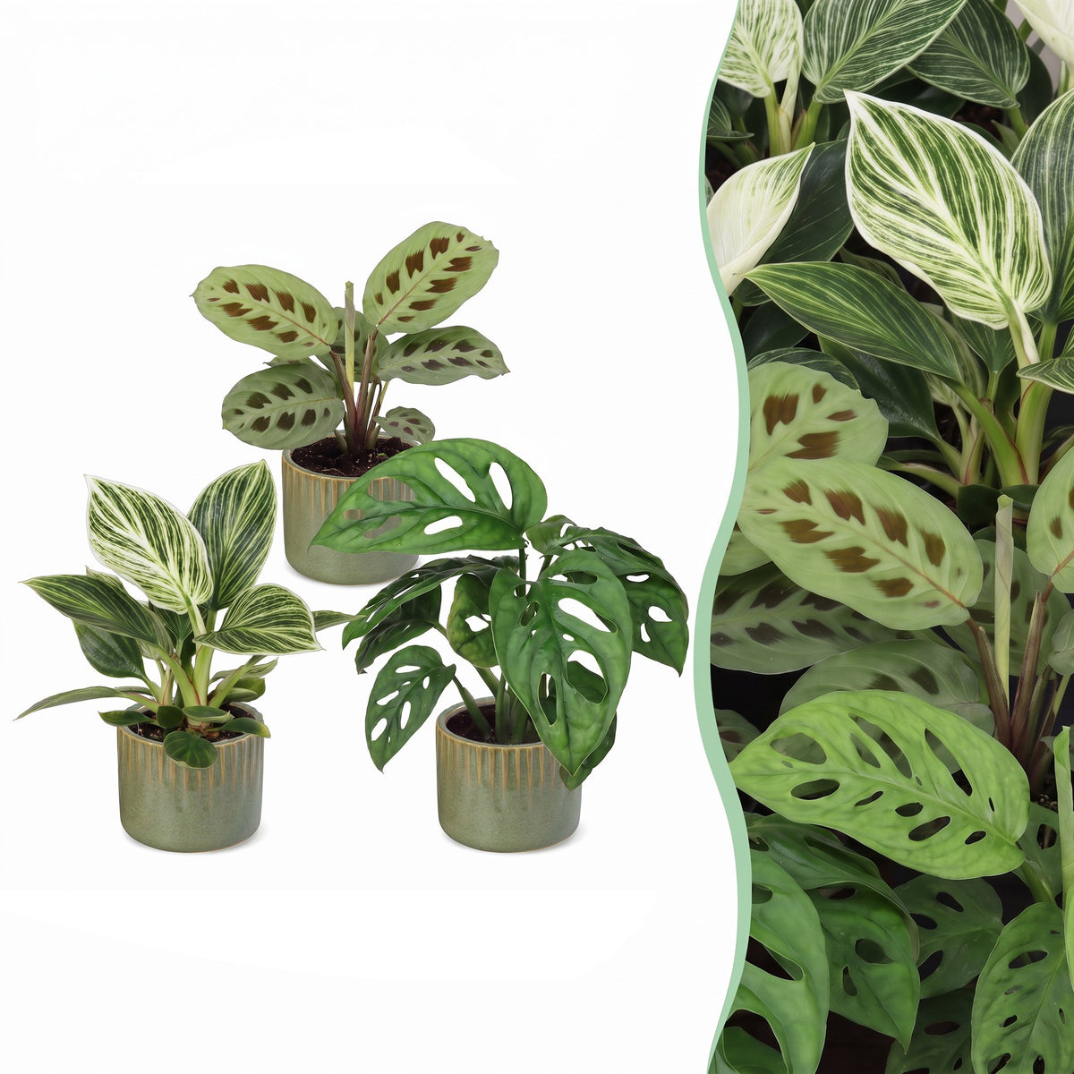 3x Baby Plants Surprise Box - Baby Plants Surprise Box - Various colours - Tropical - incl. Linnea Olive - Ø6cm - ↕5-15cm