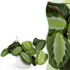 Green boutiQ - Zimmerpflanze - Maranta Fascinator Silverband - Gebetspflanze - Haustierfreundliche Pflanze - Grün - 1 Pflanze - mit Topf Weiß - Topf 12cm - Höhe 25cm