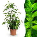 Green BoutiQ - Green is... Plantes d'intérieur - Dracaena surculosa - Dragonnier - Peu d'entretien - Vert - 1 Plante - Pot 17cm - Hauteur 60-70cm