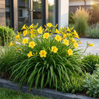 Green boutiQ - Stauden - Hemerocallis Stella d'Oro - Taglilie - Bienen- und Schmetterlingsmagnet - Gelb - 12 Pflanzen - 11cm Topf - Höhe 15-25cm