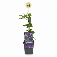 4x Clematis Viticella Polish Spirit - Bosrank - Paars - Klimplant - Ø9cm - ↕35cm