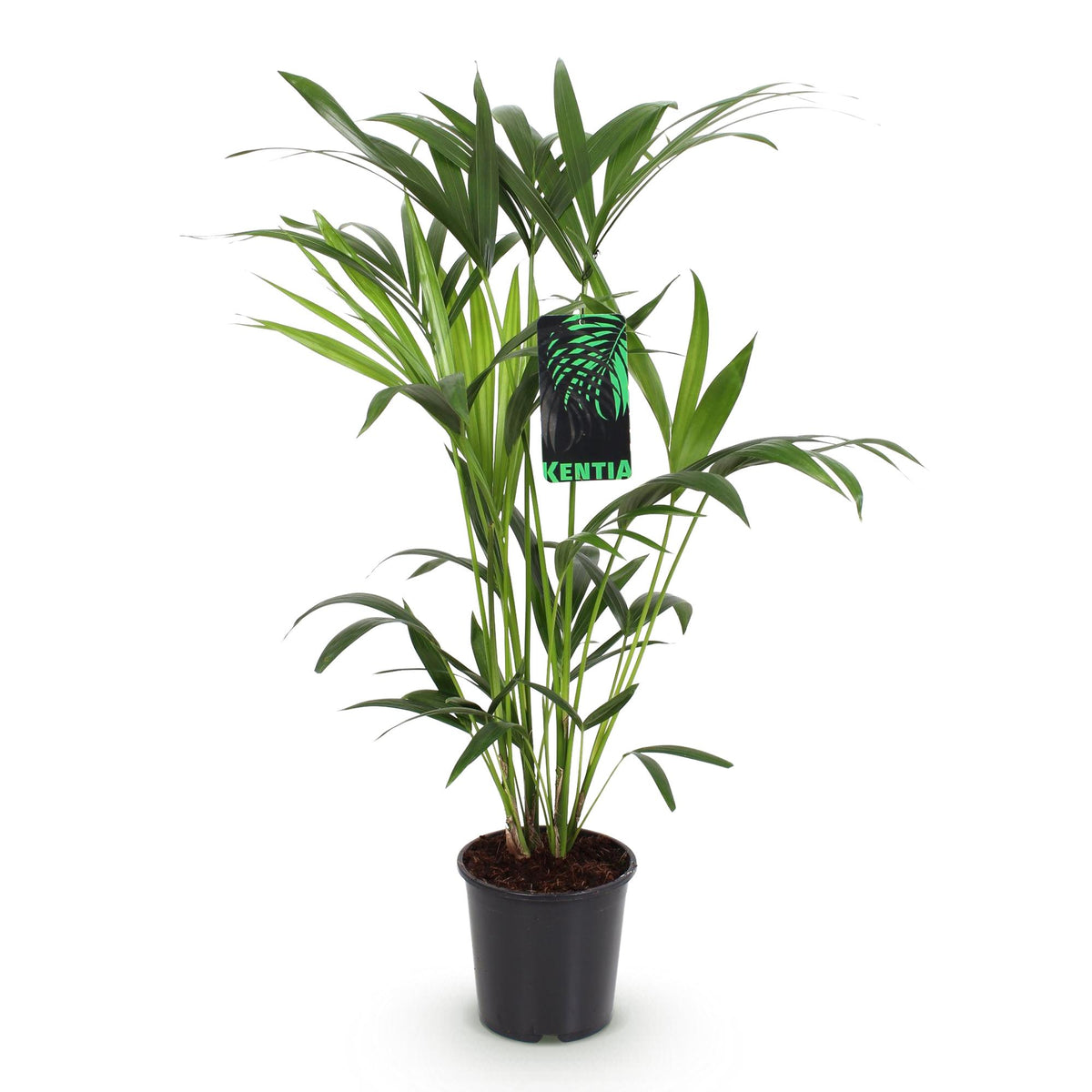 Green boutiQ - Plante d'intérieur - Howea Forsteriana - Palmier Kentia - Entretien facile - Vert - 1 plante - Pot 19cm - Hauteur 80-85cm