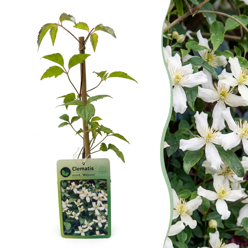 4x Clematis mont. 'Wilsonii' - Wilson-Waldrebe - Weiß - Kletterpflanze - Ø9cm - ↕35cm