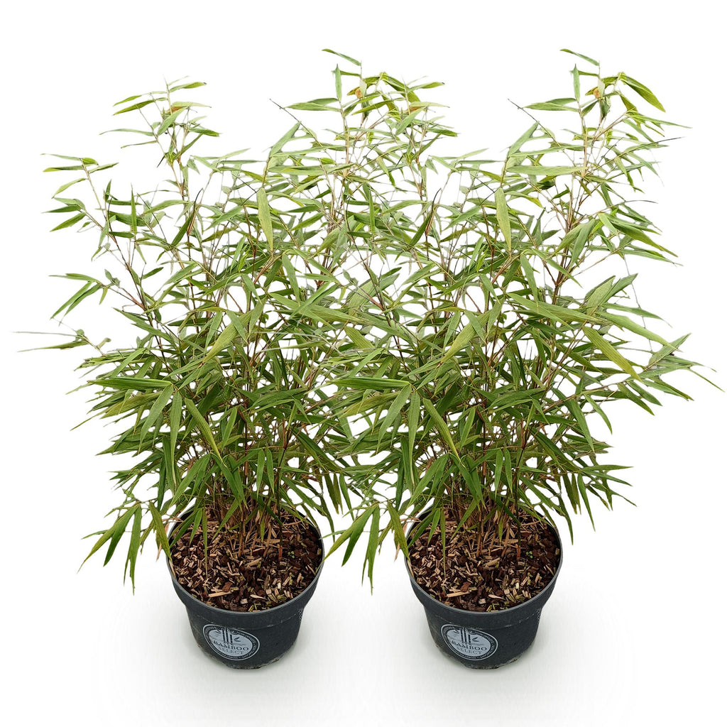 Green boutiQ - Grassen - Fargesia scabrida Asian Wonder - Niet Woekerende Bamboe - Bladhoudend - Groen - 2 Planten - Pot 23 cm - Hoogte 80 cm