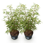 Green boutiQ - Grassen - Fargesia scabrida Asian Wonder - Niet Woekerende Bamboe - Bladhoudend - Groen - 2 Planten - Pot 23 cm - Hoogte 80 cm